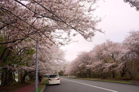 2012-5-10－静内厚田 016.jpg